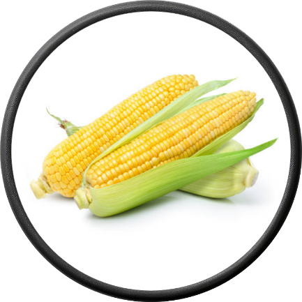 Fresh Corn